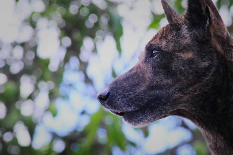 a brown dog looking up in front of some trees