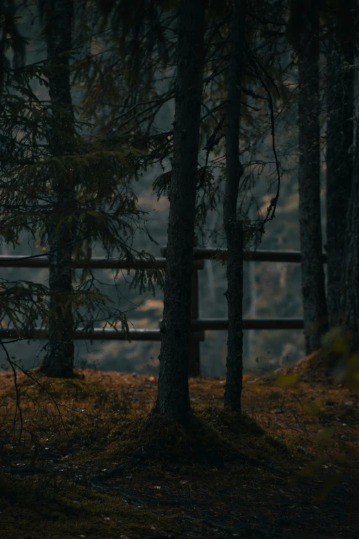 trees are growing on the ground near a fence