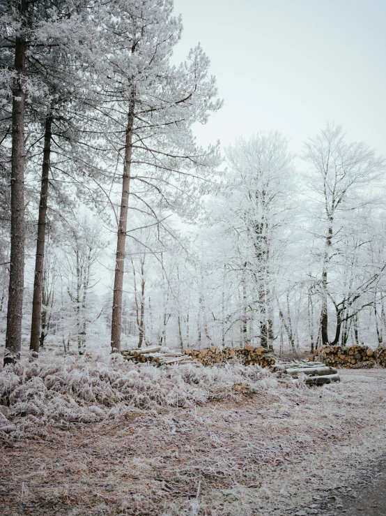 a trail with trees and benches on it in the snow