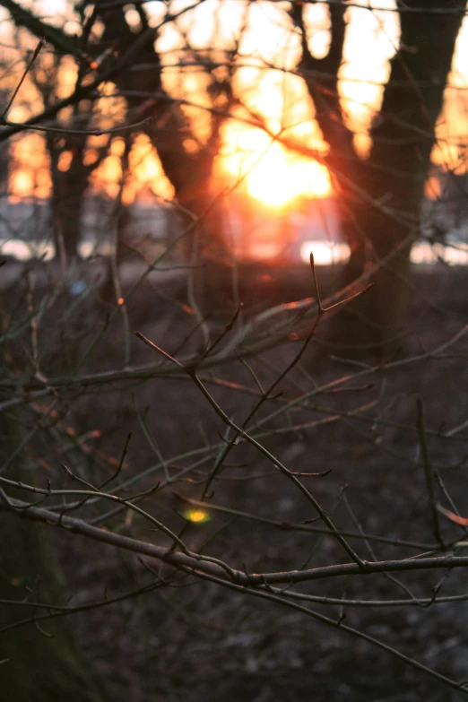 the sun is setting behind trees with small nches