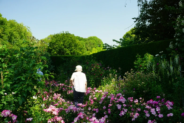 people standing around a large garden with pink flowers