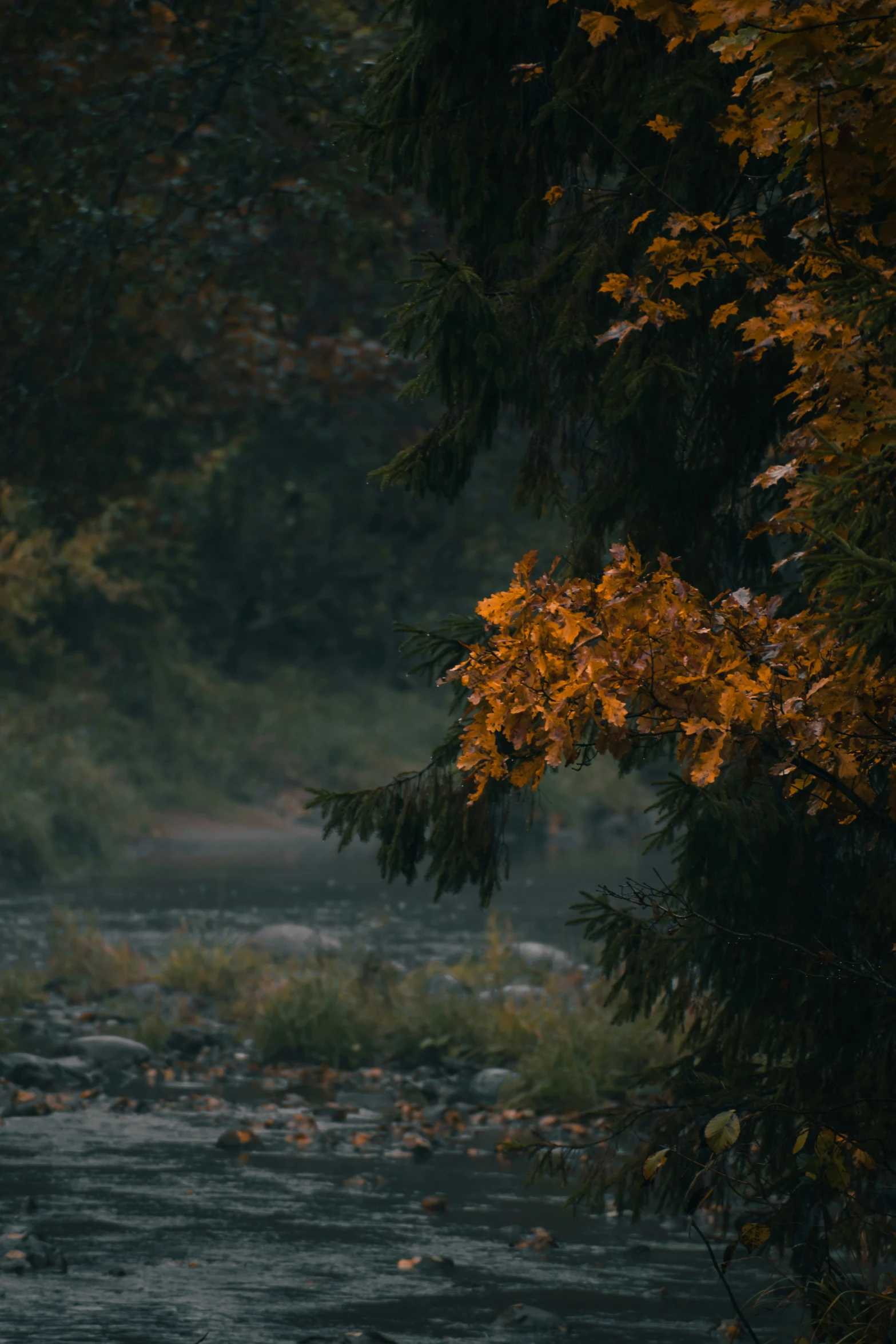 a man walking alone through the forest with a umbrella