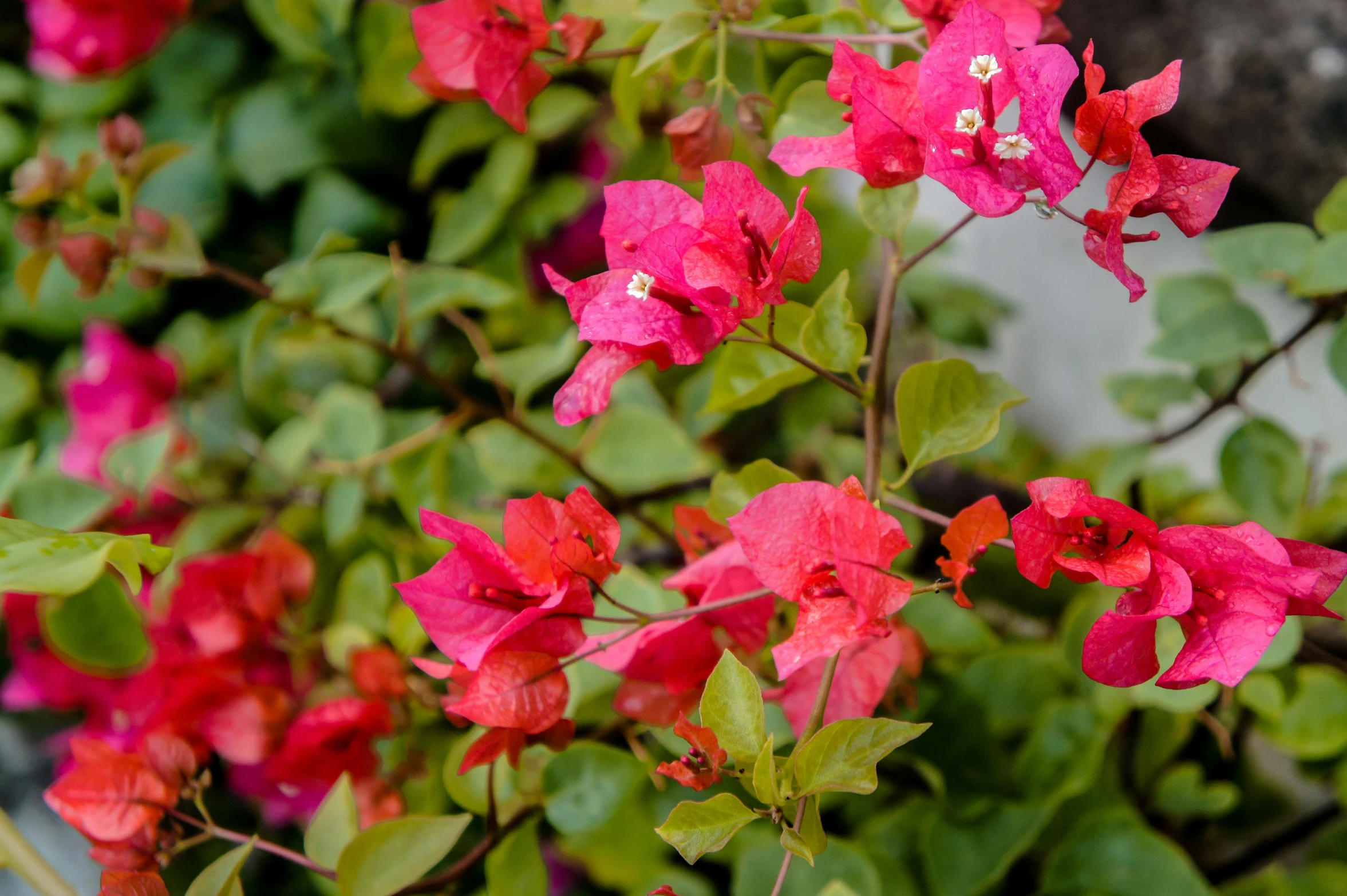 a bush that has some very pretty flowers