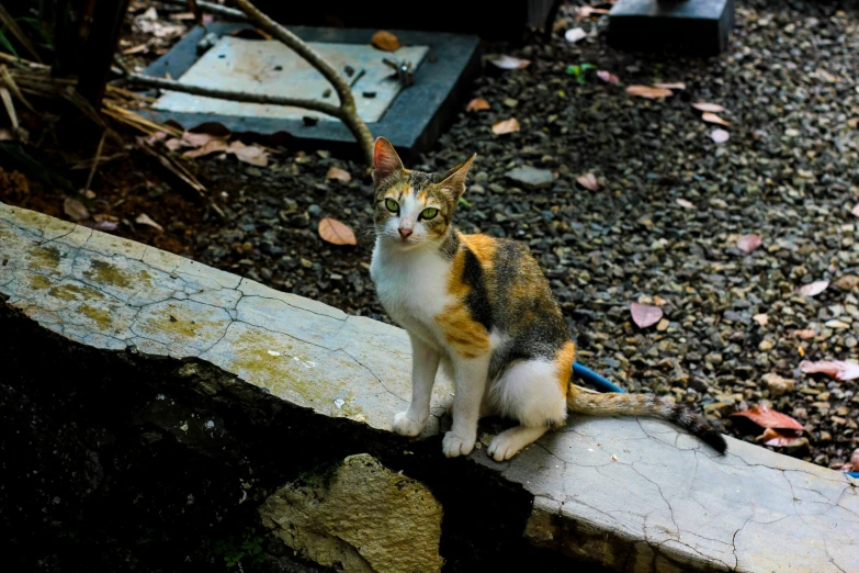 an orange and white cat sitting on top of a rock wall