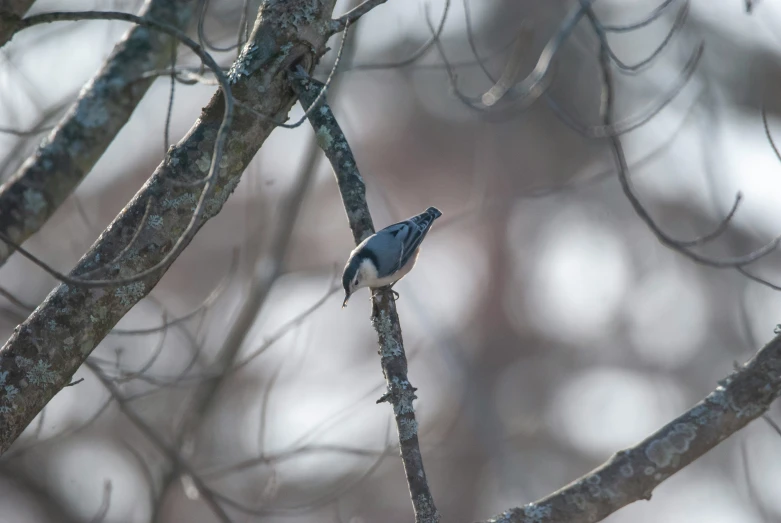 a small bird sits on a tree limb