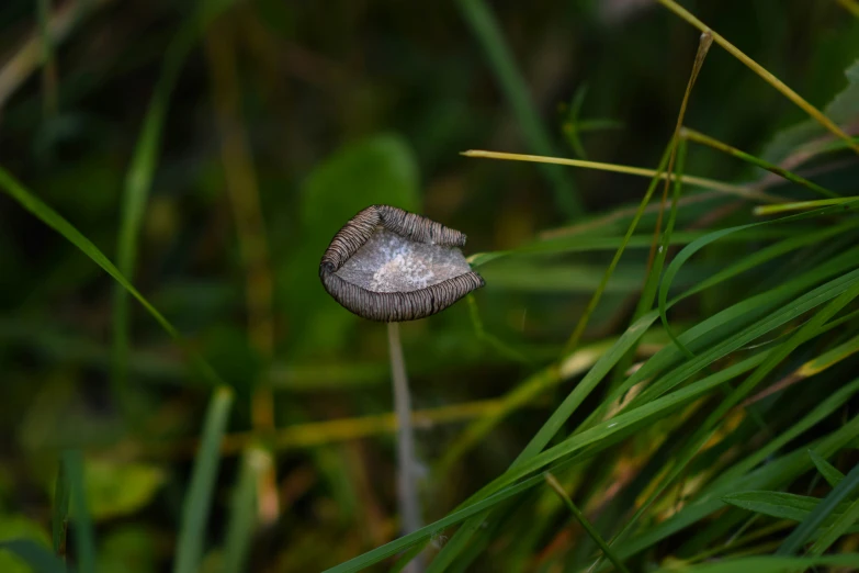 a very small fly hiding amongst some tall grass