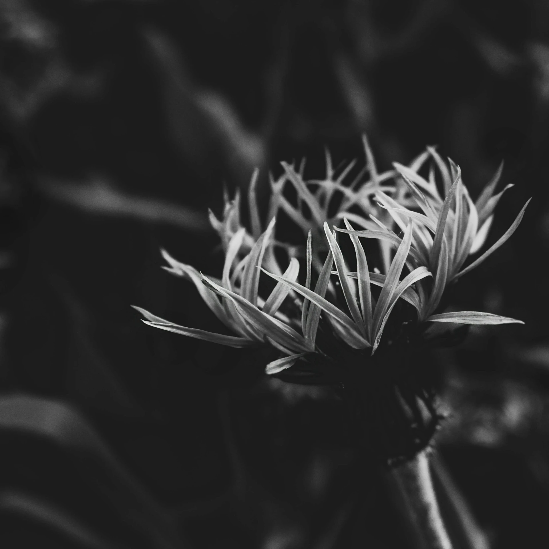 a closeup of a small orange flower