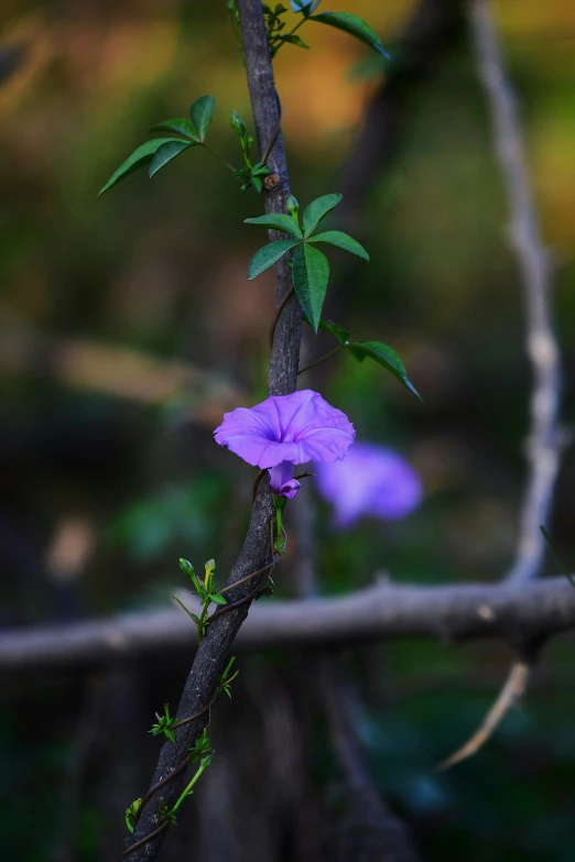 small purple flower on a stem next to a forest