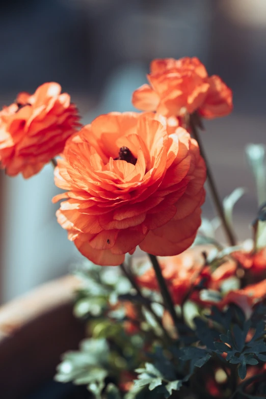 a close up of several orange flowers in a vase