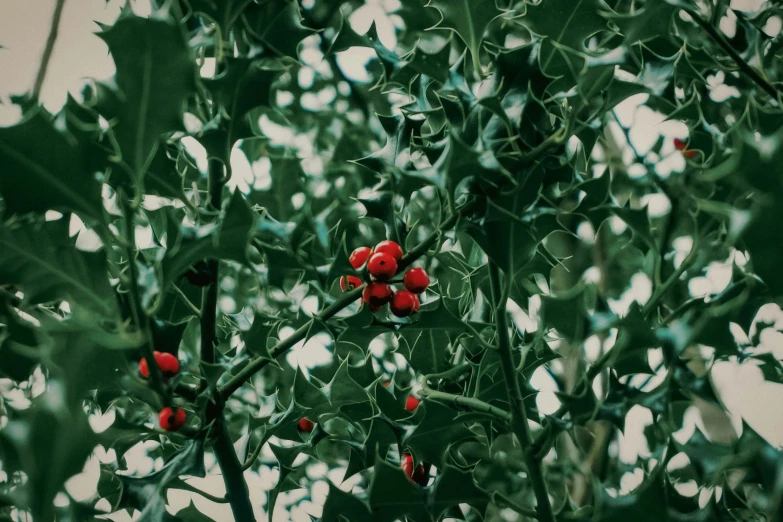 a cluster of red berries growing on a green leafy tree