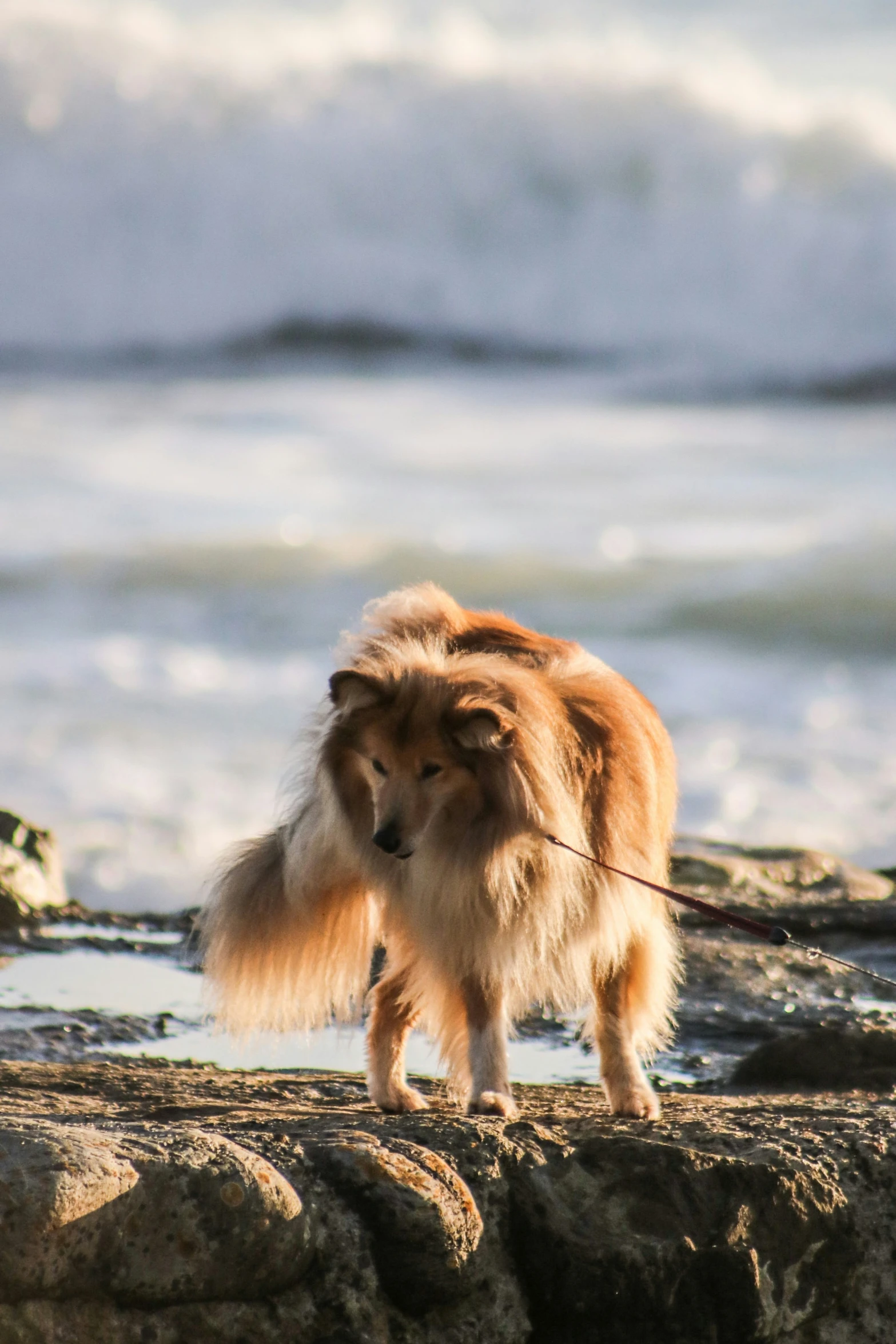 a brown dog standing on top of rocks near the ocean