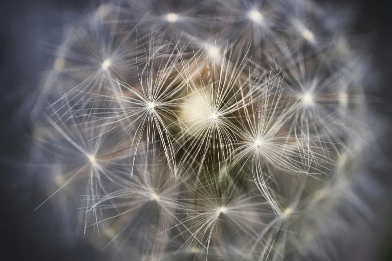 a dandelion flower that is very close up