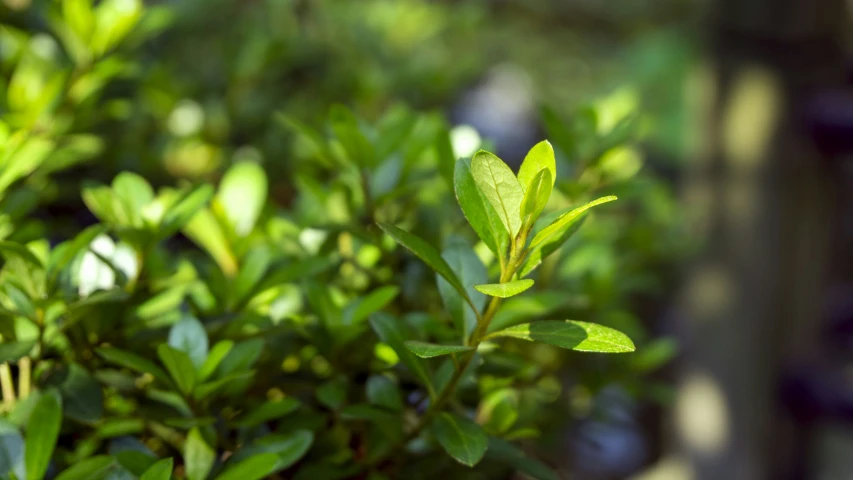 closeup of a green plant in front of a bike rack