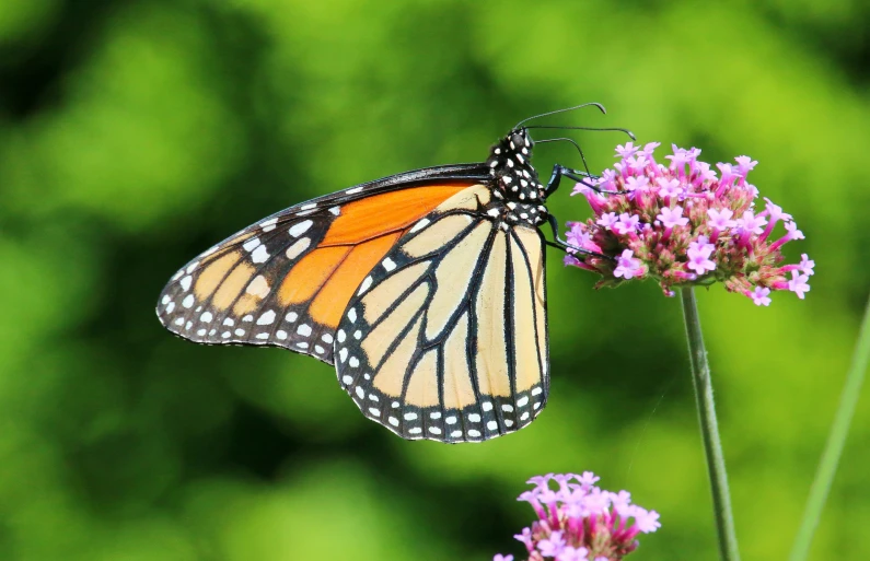 a erfly is perched on a flower