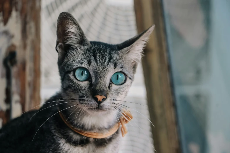 the small grey cat is standing next to a door