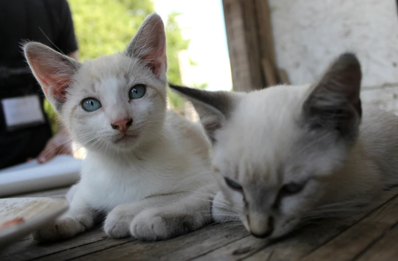 a couple of white kittens sitting on a table