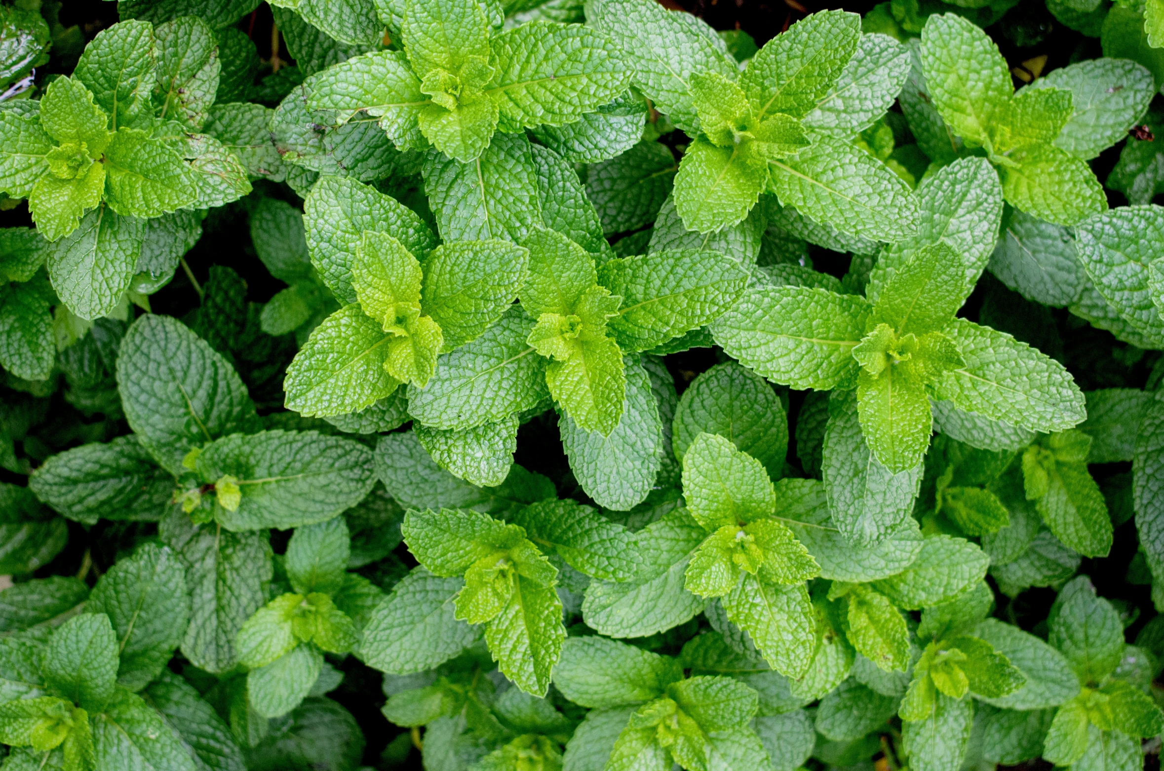 green plants are seen growing in an image