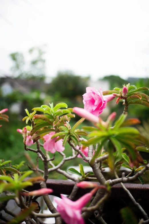 a bunch of pink flowers that are on top of a plant