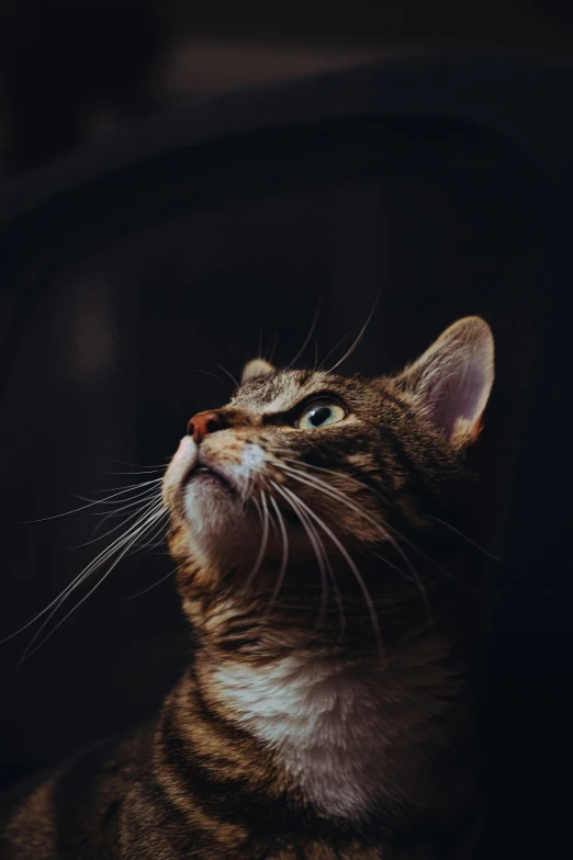 an image of a cat that is looking up at soing