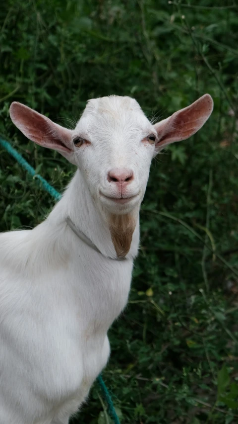 a goat with a hair tag on his ear is outside