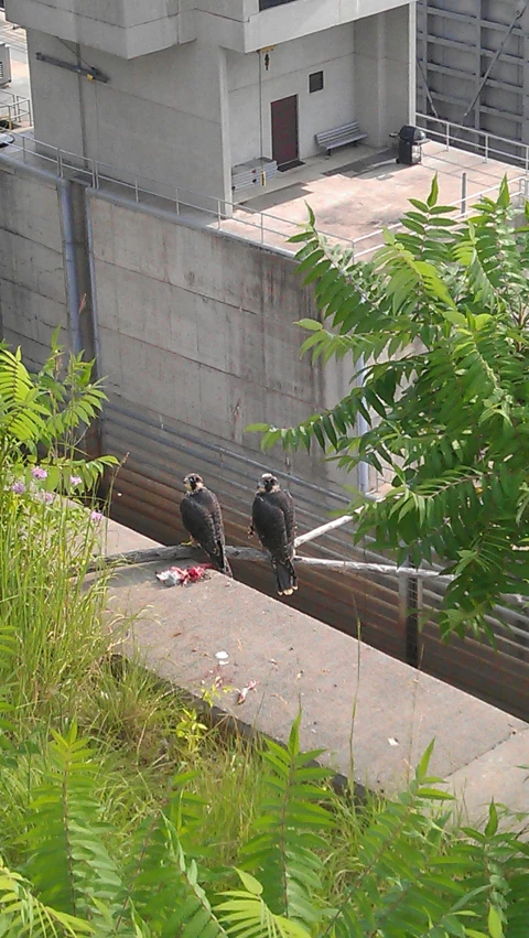 some birds on the side of an elevated concrete building