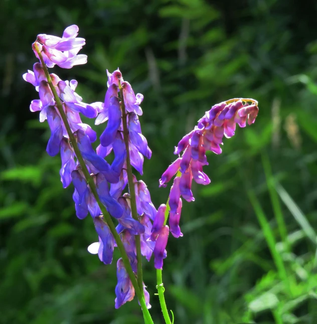 a purple flower with tiny leaves in the background