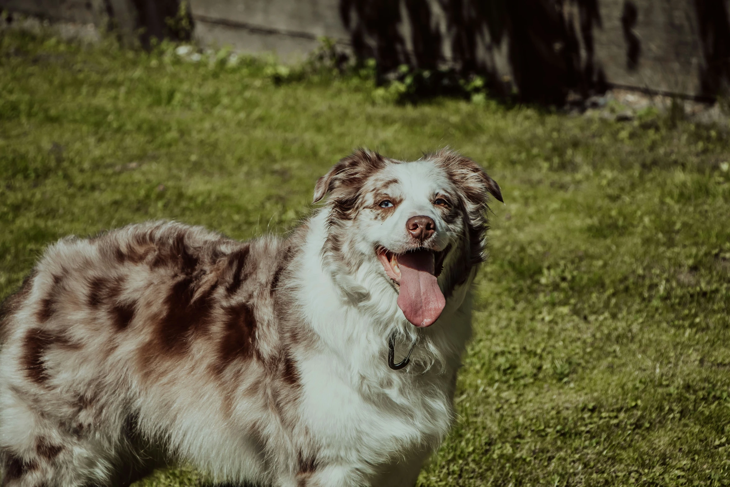 there is a dog standing in the grass with its tongue out