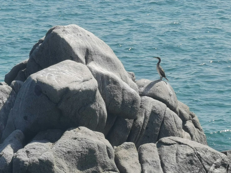 a small bird stands on top of a rocky outcrop above the ocean