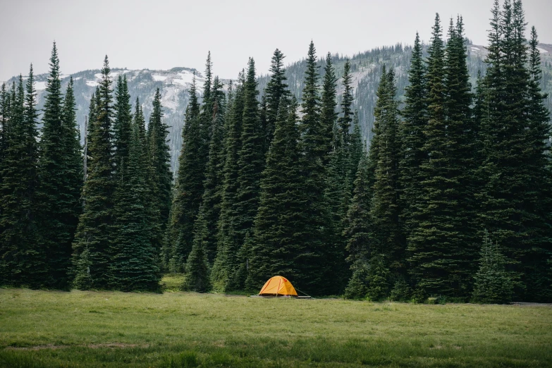 the tent is in the middle of a field by the pine trees