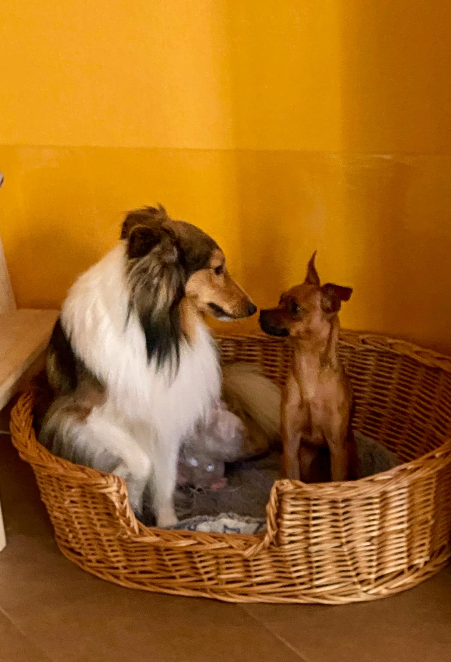 two small dogs in a dog bed next to the counter