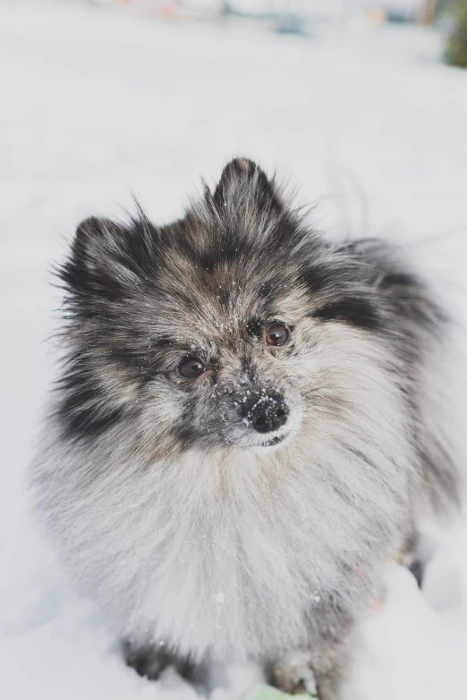 a fluffy gray and black dog standing on the snow