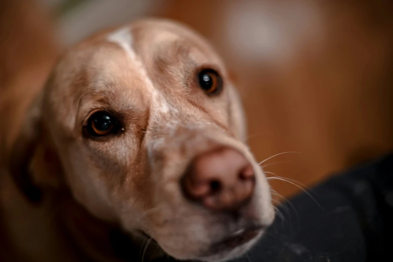 a dog looking intently at soing interesting in the distance