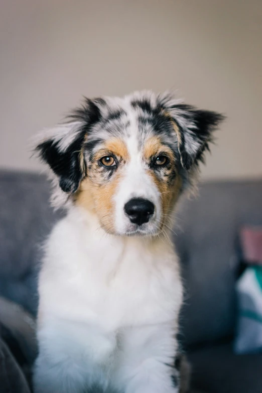 a white and black dog sitting on a grey couch