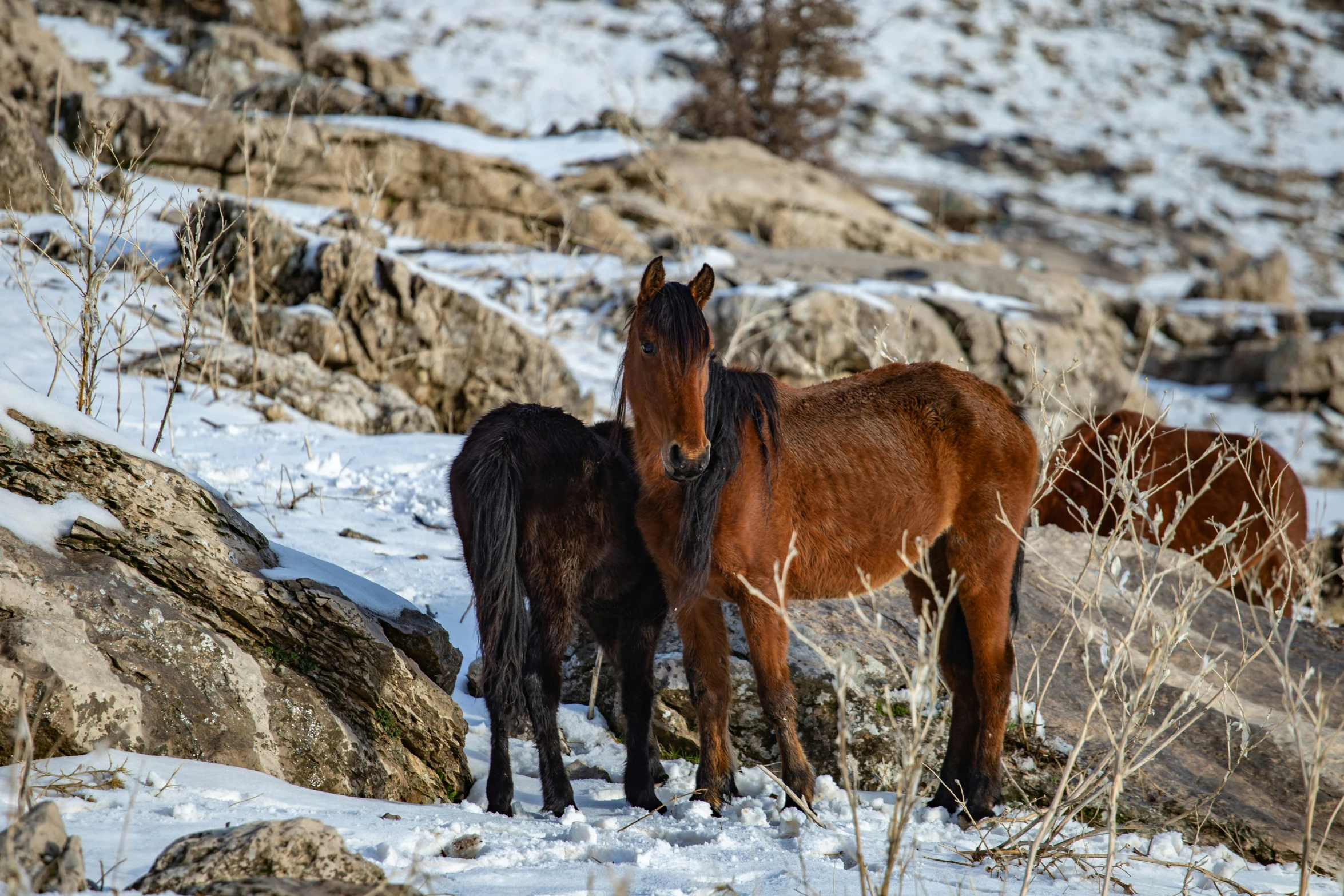 two horses are standing in the snow near some rocks