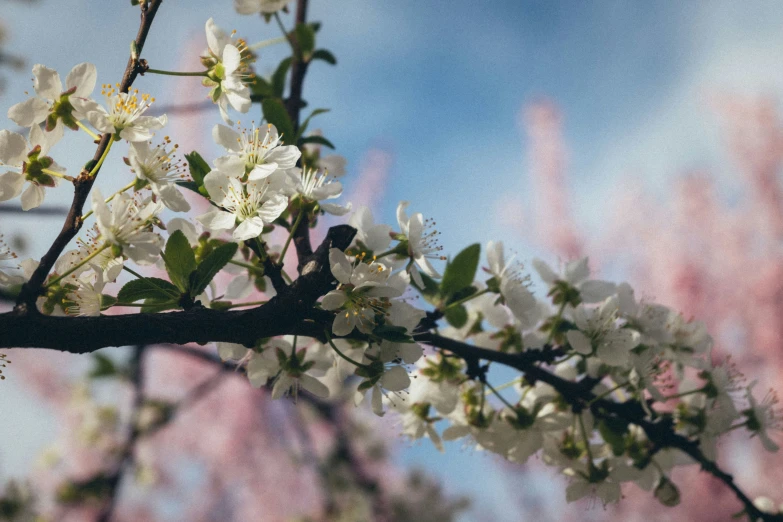 nches with flowers and some leaves against a blue sky