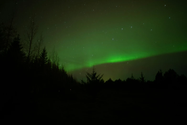 green and black sky with trees and stars