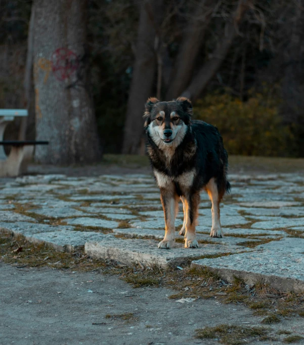a dog stands on a pavement outside next to benches