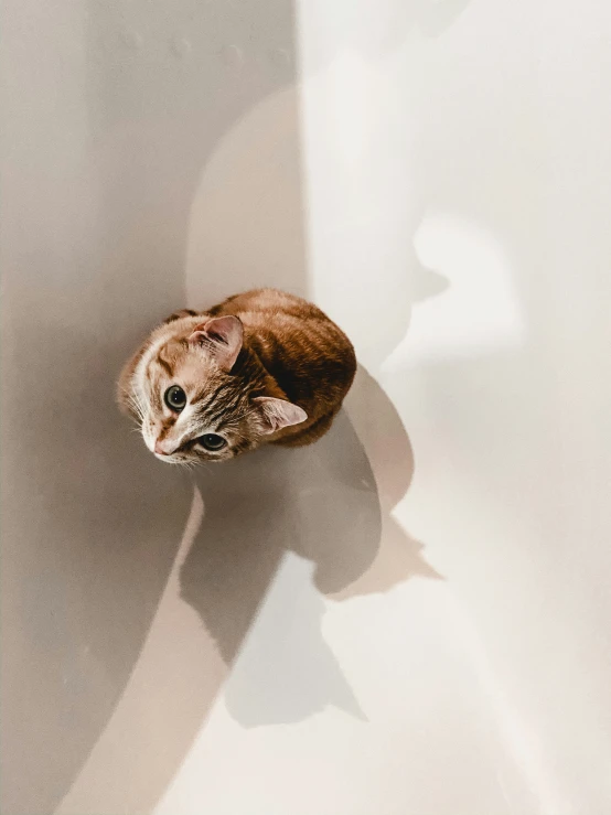 an orange cat sitting on top of a white surface