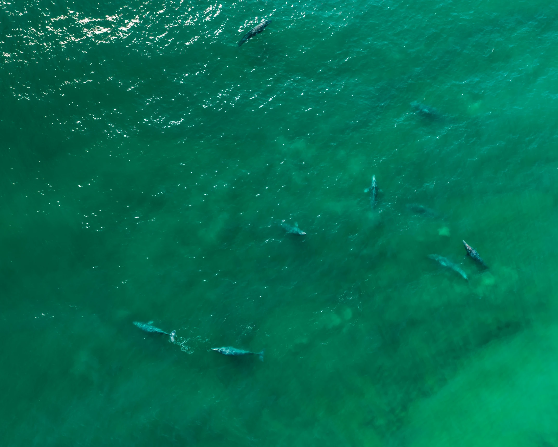 surfers in blue water with surfer boards and surfboards