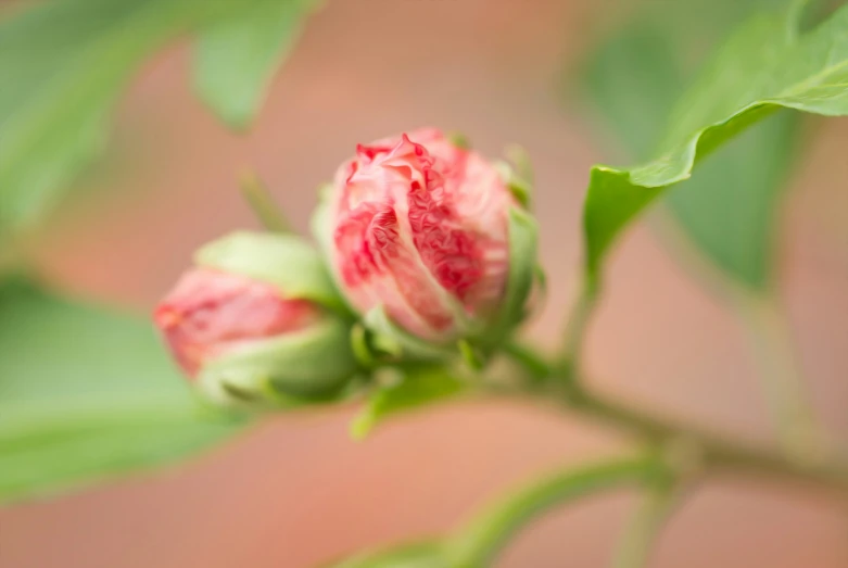 a flower bud with the focus on the stem