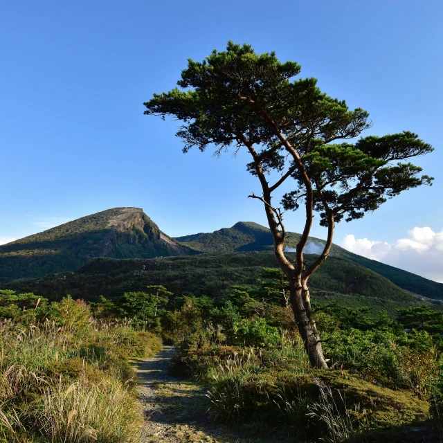 a small tree in a field near a mountain