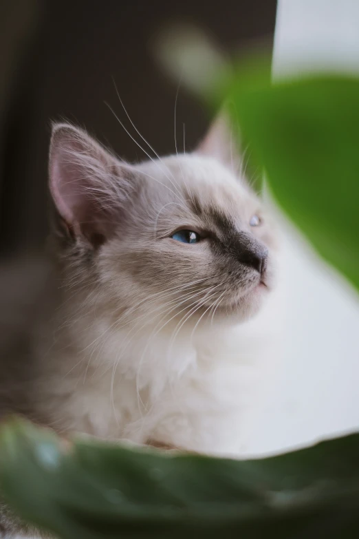 a white cat sitting next to a green leafy plant