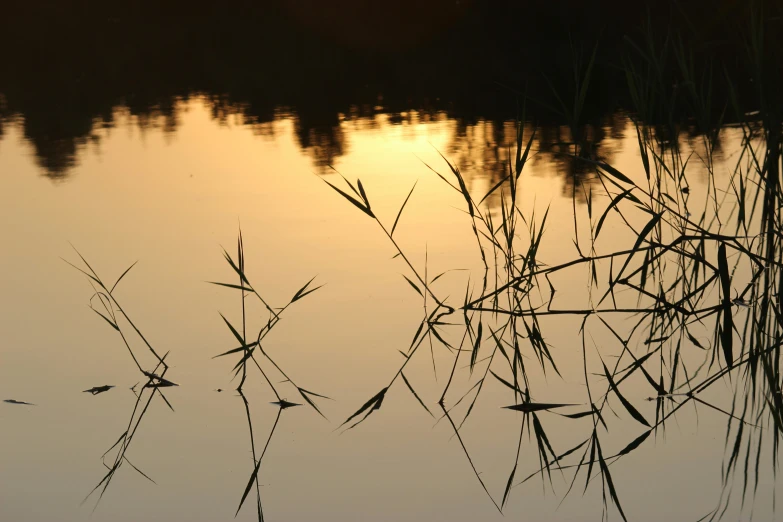 a bunch of reeds on the surface of a water body with the sun peeking over the horizon