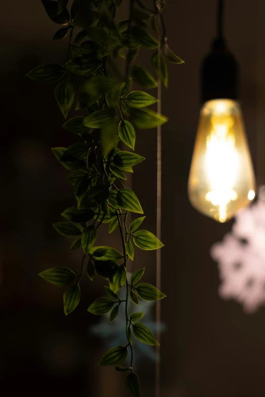 a light bulb hangs on a plant with a small green flower