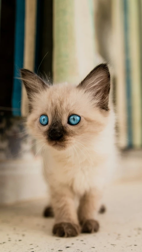 the cat is looking straight ahead with a blue eye