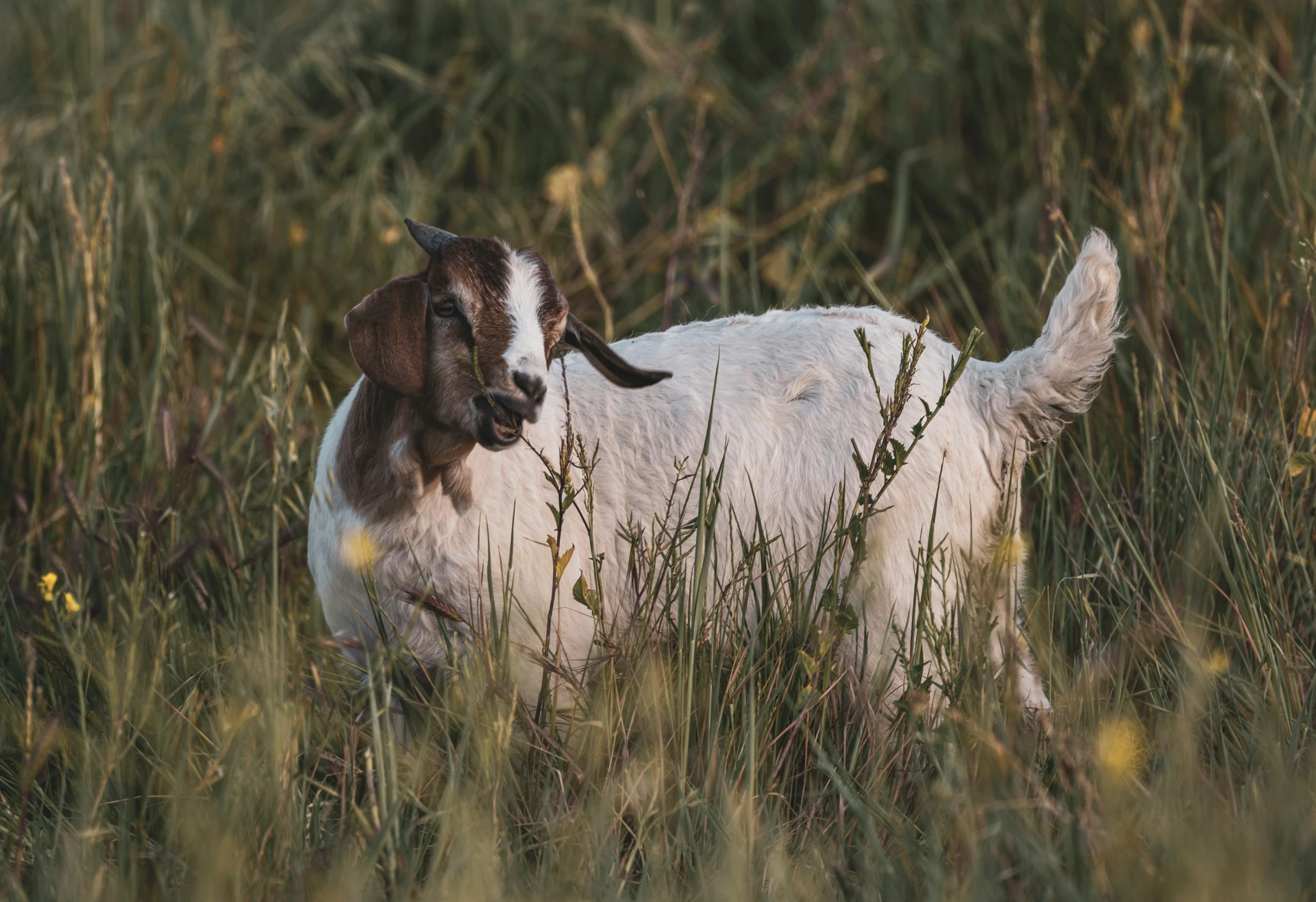 a goat standing on top of grass with its mouth open