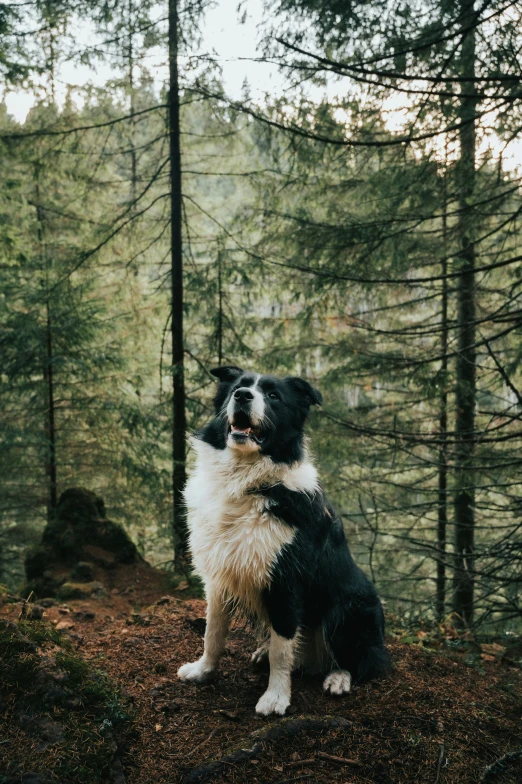 a dog sits in front of a forest