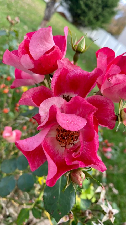 several pink roses bloom in front of a green bush