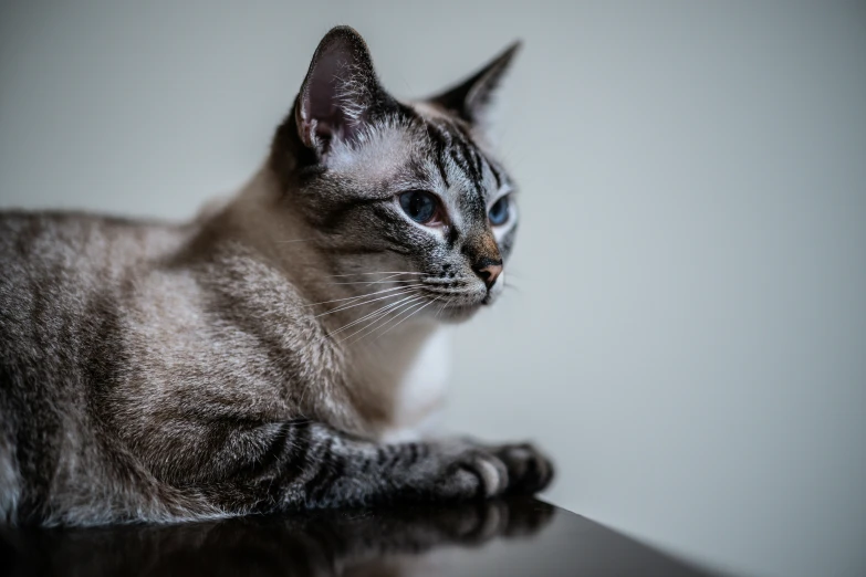 a gray and white cat sitting on top of a table