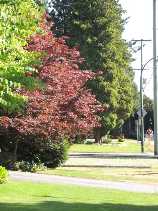 a path surrounded by lush green trees on a sunny day